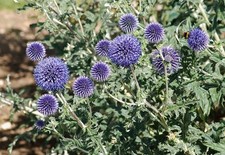 BLAUE KUGELDISTEL ECHINOPS