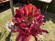 Aeonium cherry variegated - variegated,