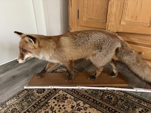 Fuchs rotfuchs stehend - rotfuchs,
