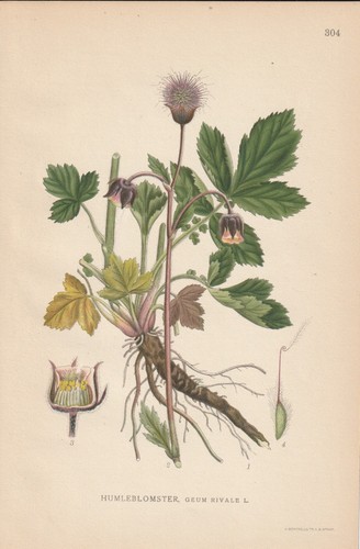 Bach nelkenwurz - bach-nelkenwurz, rivale)