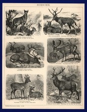 Druck anno 1896 - , hirsche