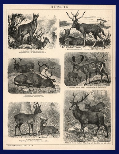 Druck anno 1896 hirsche - anno,
