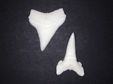 Speerzahnhai (Glyphis glyphis) - 2 echte Haizähne (Hai, Zahn, Gebiss) #2