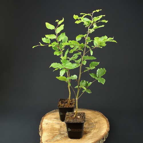 Rotbuche fagus sylvatica - rotbuche,