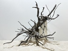 Schwarze Moorwurzel XL