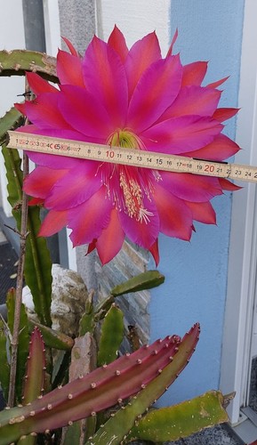 Epiphyllum-Selinicereus