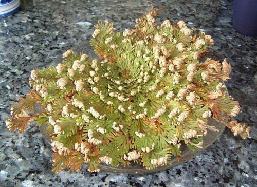 Rose von jericho - von,