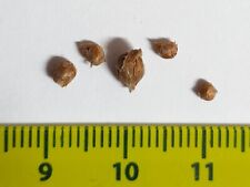 5 Bulbs Oxalis corymbosa variegated - Panaschiertes Laub 2024