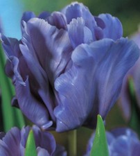 20 Papagei Tulpenzwiebeln Blue Parrot Tulpen Lieferbar ab 9.9.