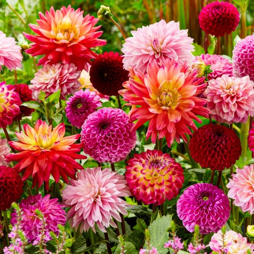 Dahlien knollen blumenzwiebeln - dahlien,