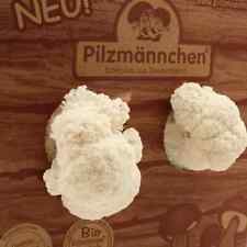 Bio Pilzzuchtbox Pom Pom