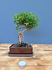 Bonsai chinesische Ulme  / Ulmus parvifolia Nr. 4951 pflegeleicht Anfänger Baum