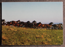 Postkarte gem. Herde,Marbach,Araber Pferd,Arabische Pferde,AK,Ansichtskarte
