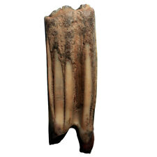 Wildpferd fossiler Unterkiefer-Backenzahn Equus spec. Bensheim 8,2x2,8cm