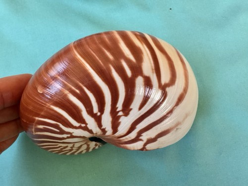Schöne meeresmuschel nautilus - meeresmuschel,