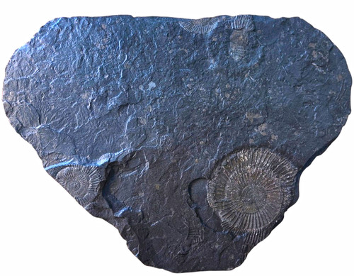 Ammonit fossil auf schiefer - ammonit,
