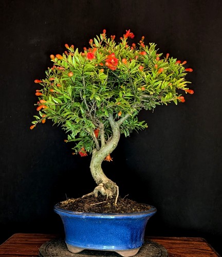 Bonsai granatapfel punica - bonsai,