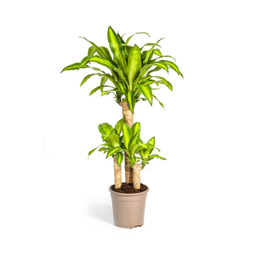 Dracaena fragrans massangeana - dracaena,