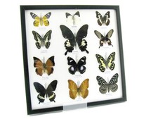 12 echte präparierte tote