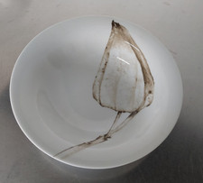 Moon Light one v. Rosenthal 