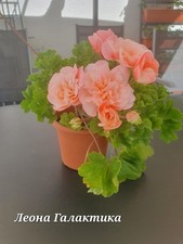 🌸 Pelargonie Leona
