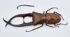 Lucanidae, Cyclommatus metallifer finae, Peleng, A1-, 71 mm, #LC158