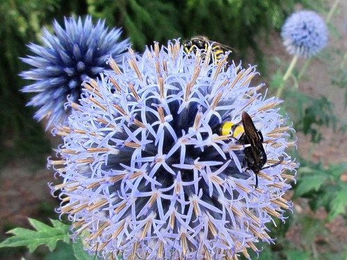Seeds echinops ritro - seeds,