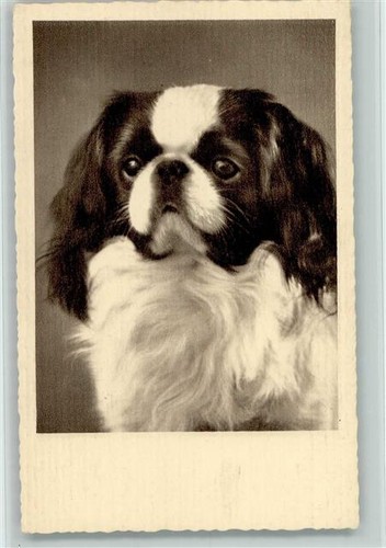 10141360 pekinese - -,