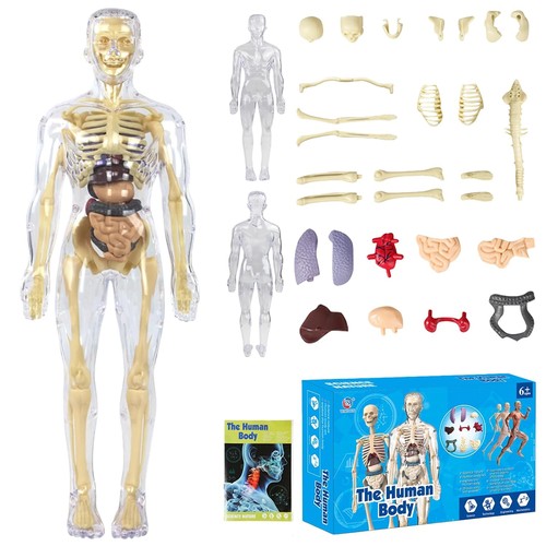 Human body torso anatomie - 3d,