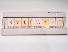 Histologie Mikroskop Objektträger Set professionell präpariert beschriftet Verdauungskanal