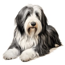 3x Sticker Bearded Collie Car