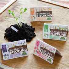 Steckling Duftgarten Bienenweide Wildblumen Kräuter Natur Nachhaltig Kinder