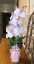 Phalenopsis orchidee - phalenopsis,