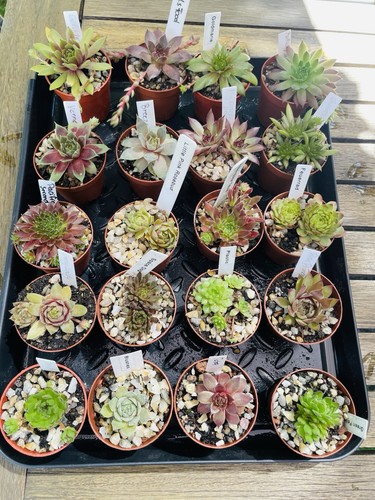 Tolle sorten sempervivum - 20,