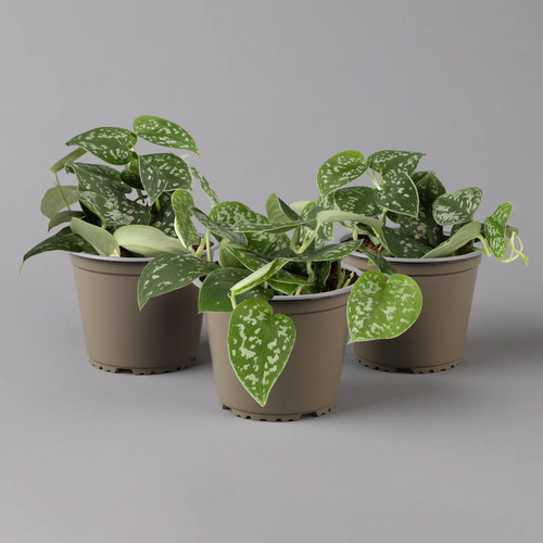 Scindapsus pictus trebie - pictus, 'trebie'