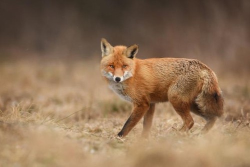 Wandbild fuchs - fuchs, (96843137)