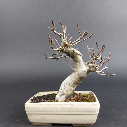 Bonsai kerbbuche fagus - kerbbuche,,
