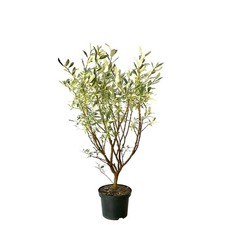 Schweizer Weide Salix helvetica Zwergweide Bienennährgehölz Insektennährgehölz 