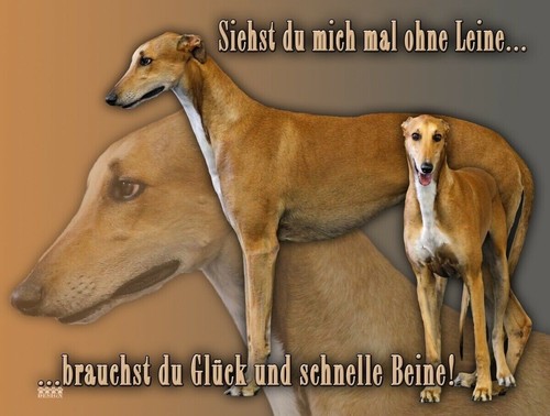 Greyhound windhund - greyhound,