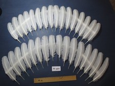 32 Stück weiße Truthahn