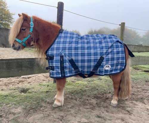 Neue shetty pony - neue, shetty/pony