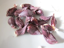 5 Korn Roter Spelzmais Zea mais subsp. tunicata    Ziermais