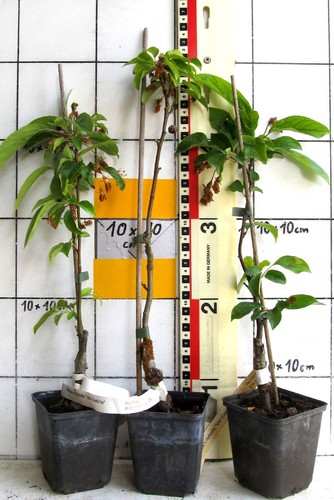 Malus van eseltine - eseltine",