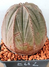Euphorbia obesa (E2)
