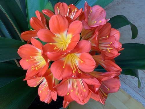 Clivia zimmerpflanze - clivia.,