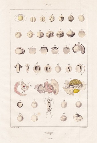 Ovologie eier eggs vogel - ovologie,