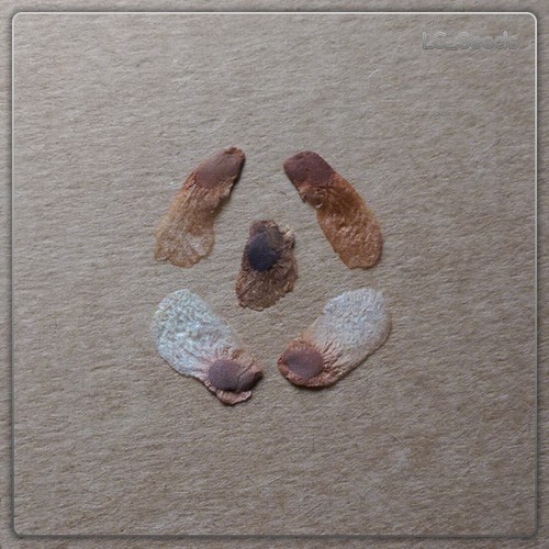 Samen dioscorea - 5, x