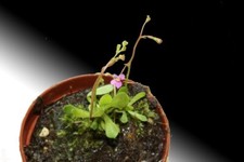 Fleischfressende Pflanze, Stylidium debile, Schusspflanze, 4-6 cm groß!