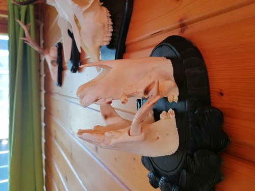 Keilerwaffen gehörn geweih - ,gehörn,