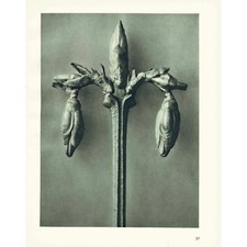 1929 WEEPING FORSYTHIA Druck -